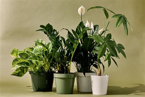 indoor plants at home